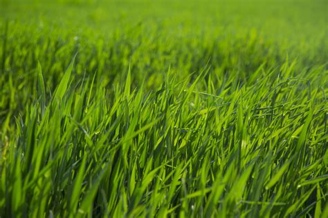 20,000+ Free Green Grass & Green Images .